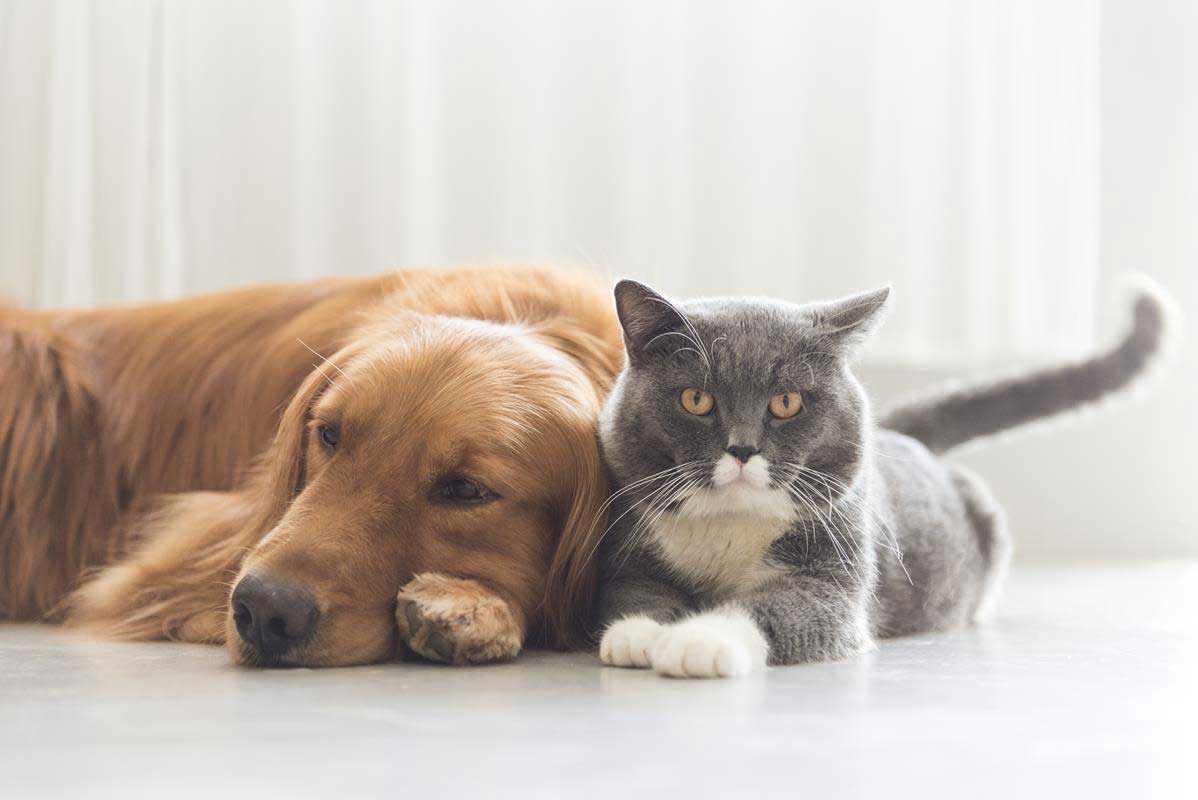about our veterinary practice Leduc, AB